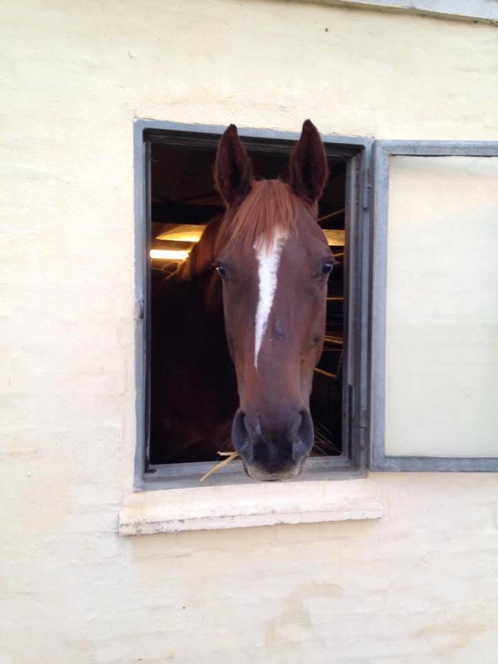 Dansk Varmblod Decanesse billede 10