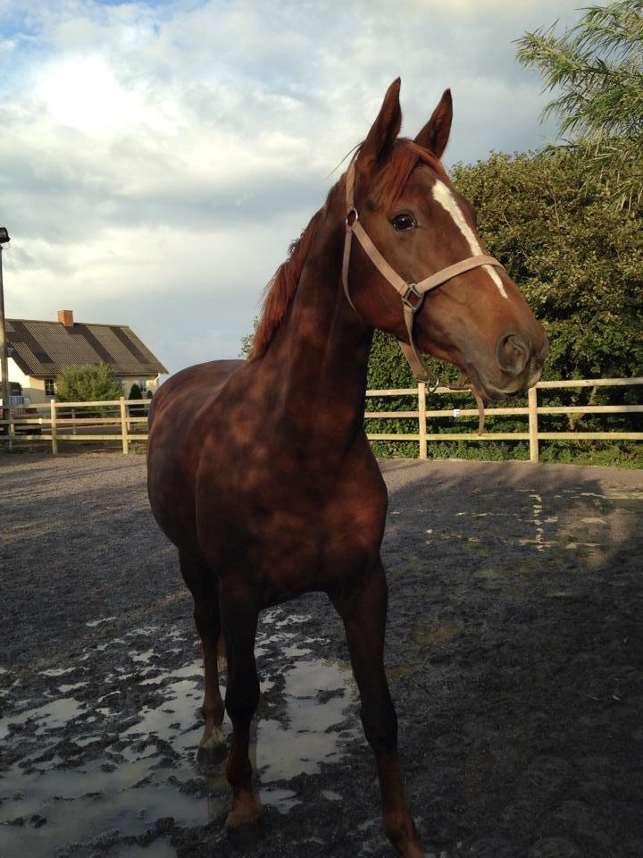 Dansk Varmblod Decanesse billede 11