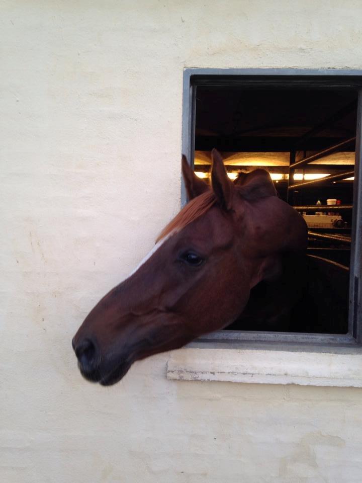 Dansk Varmblod Decanesse billede 12