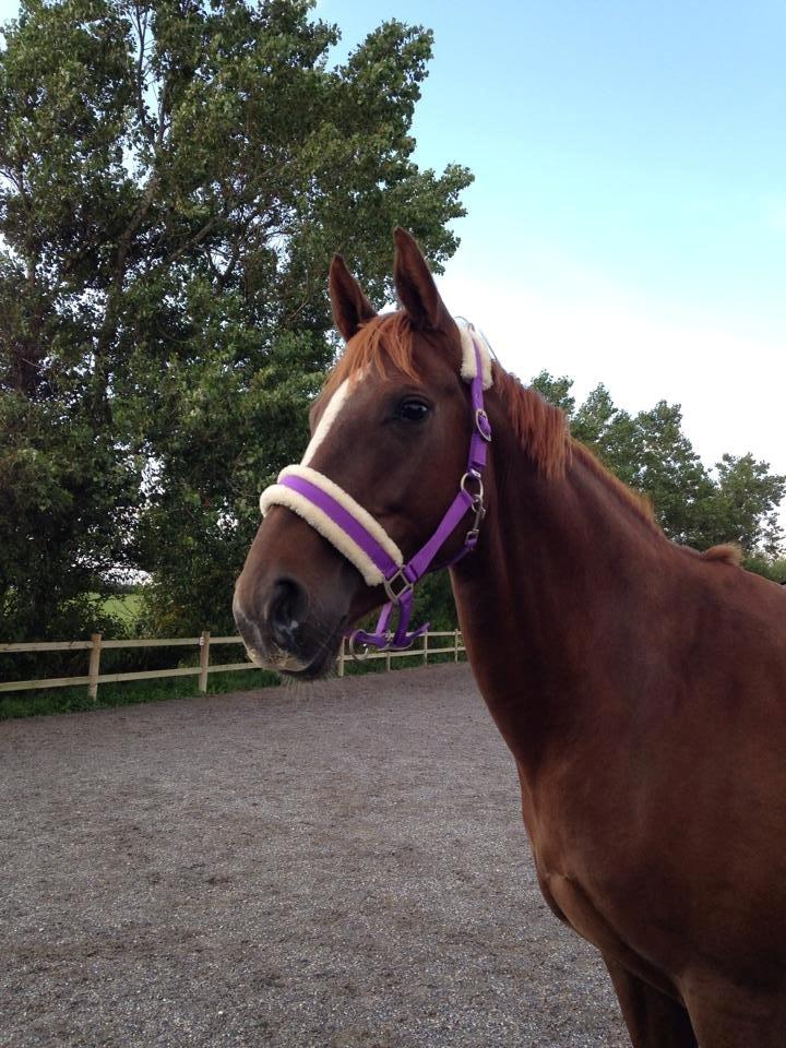 Dansk Varmblod Decanesse billede 13