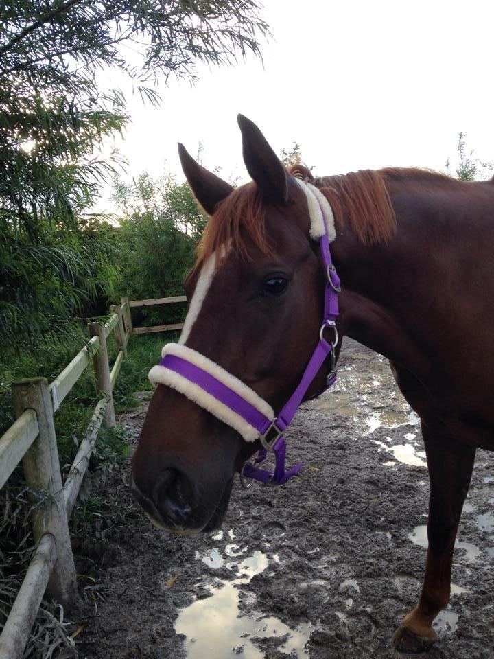 Dansk Varmblod Decanesse billede 8