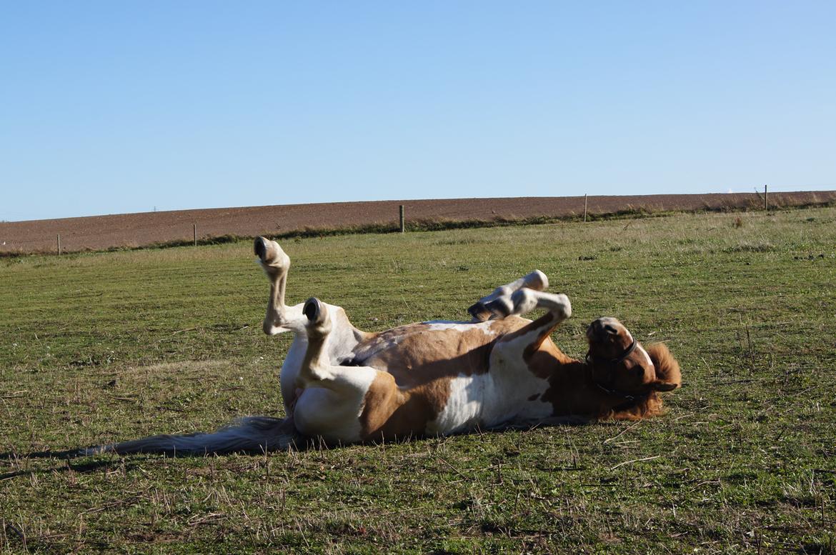 Islænder Lysa fra Søgården billede 18