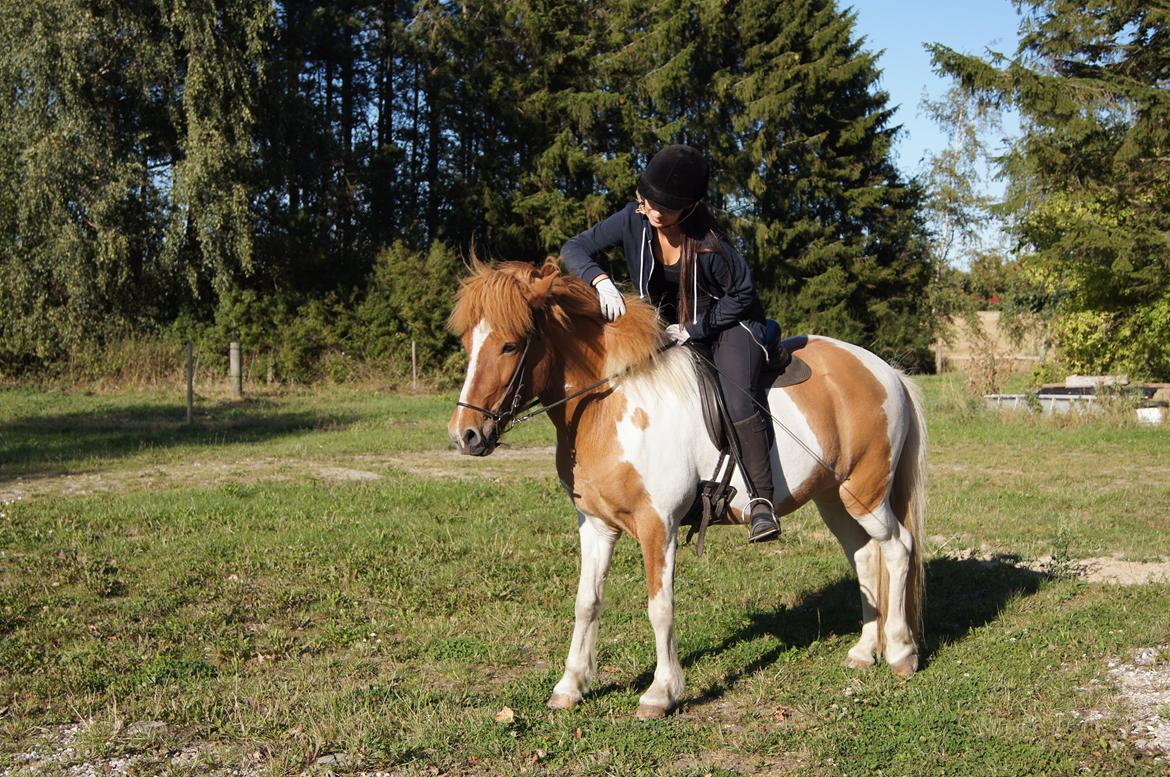 Islænder Lysa fra Søgården billede 4