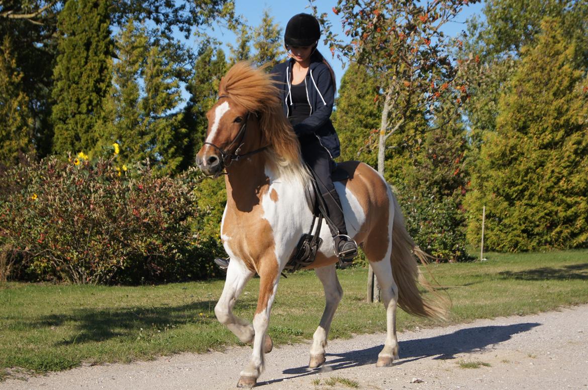 Islænder Lysa fra Søgården billede 3