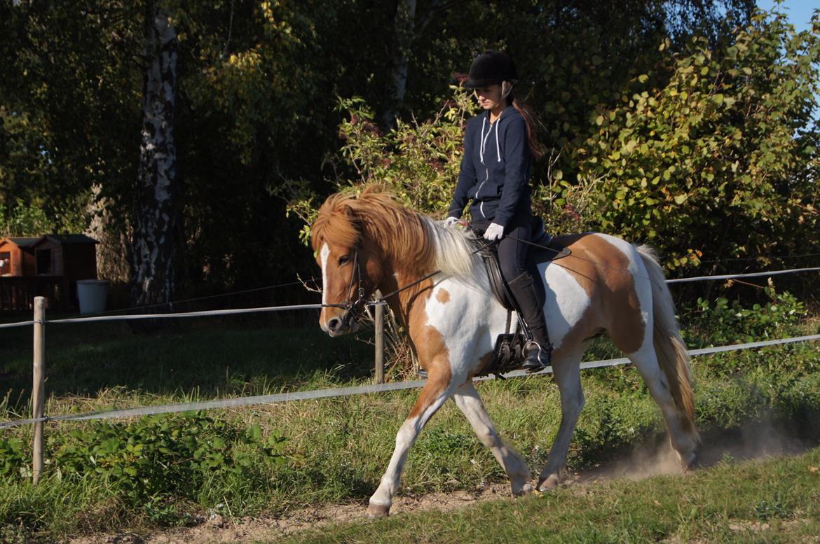 Islænder Lysa fra Søgården billede 7