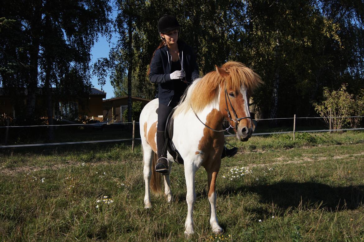 Islænder Lysa fra Søgården billede 12