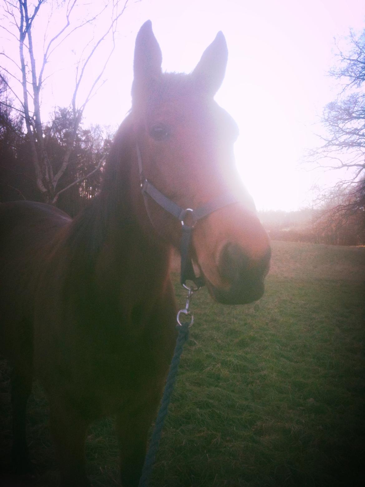 Traver Magic one - Stjernen billede 12