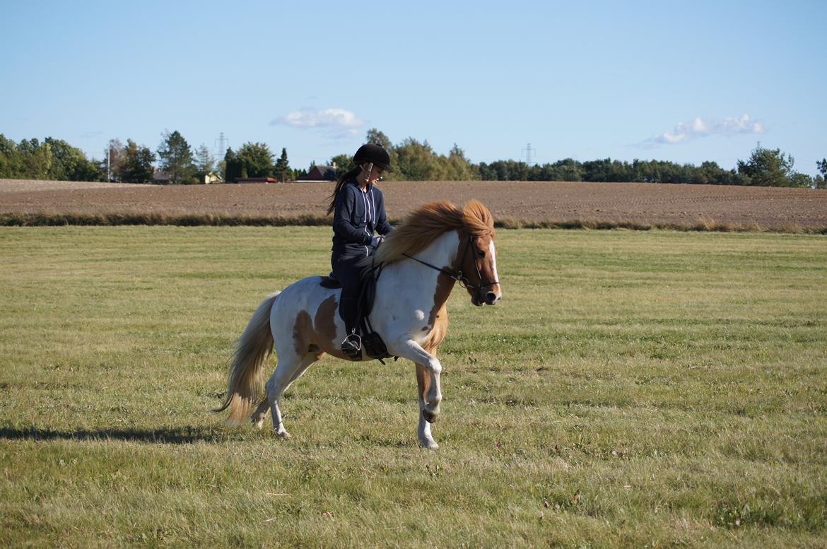Islænder Lysa fra Søgården billede 10
