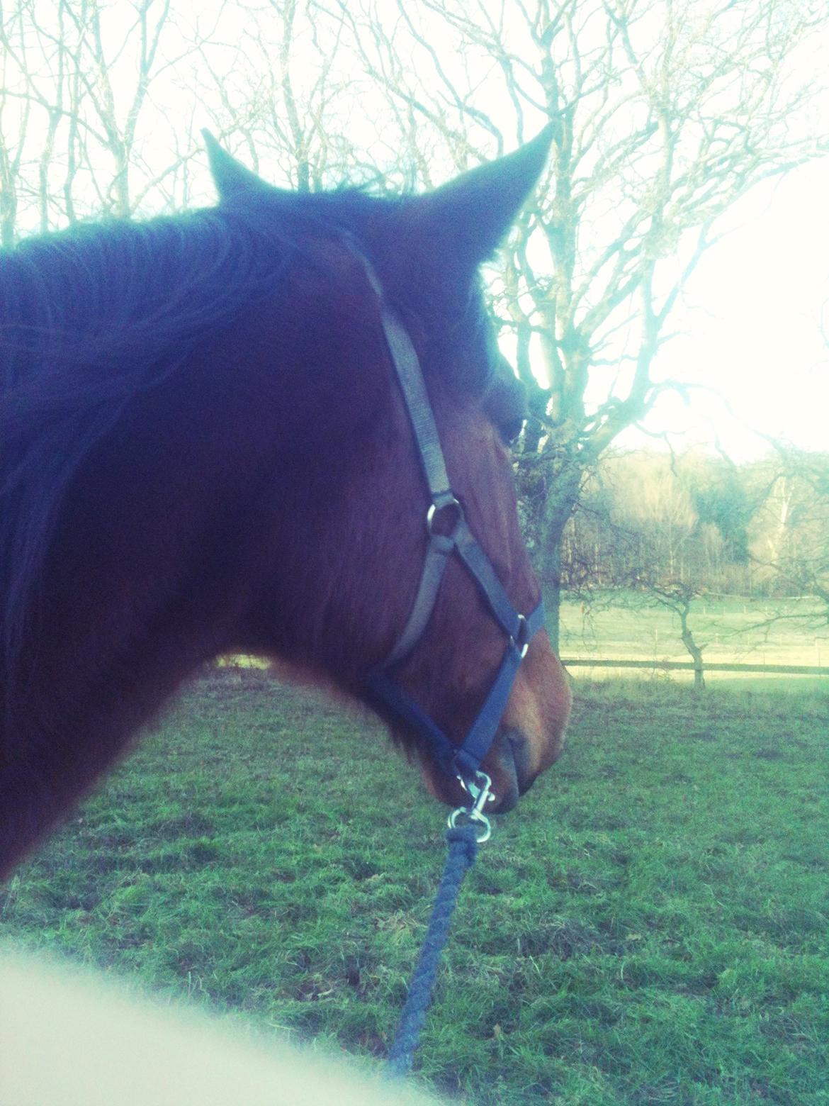 Traver Magic one - Vinterdag med vind i håret billede 11