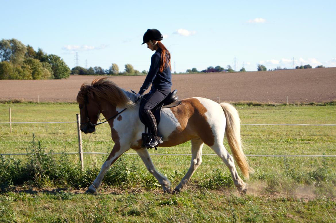 Islænder Lysa fra Søgården billede 6