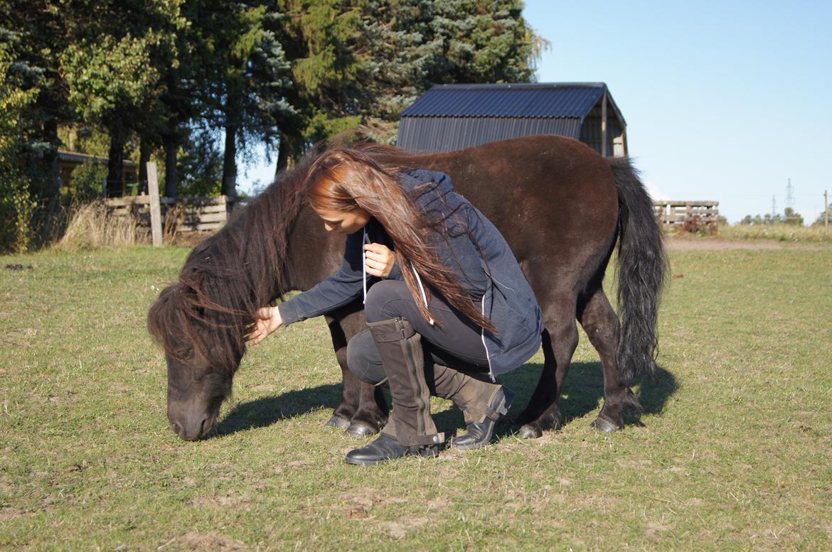 Shetlænder Lukas billede 1