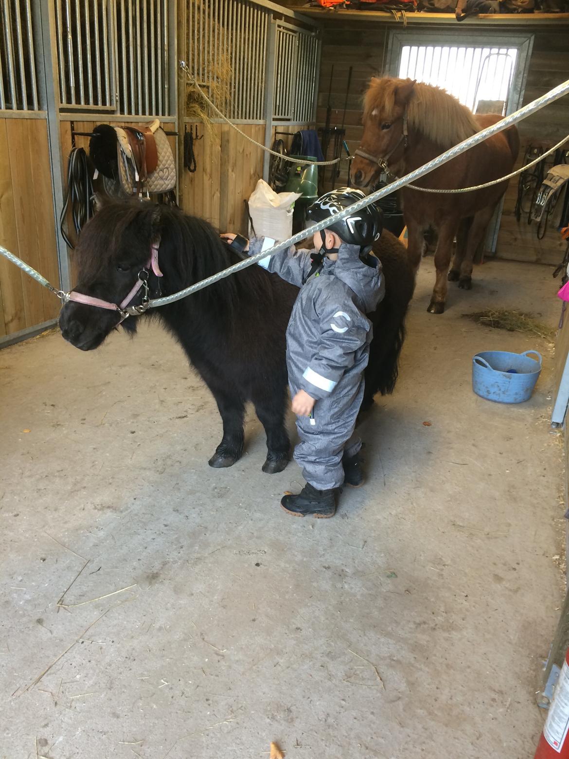 Shetlænder Lukas billede 3