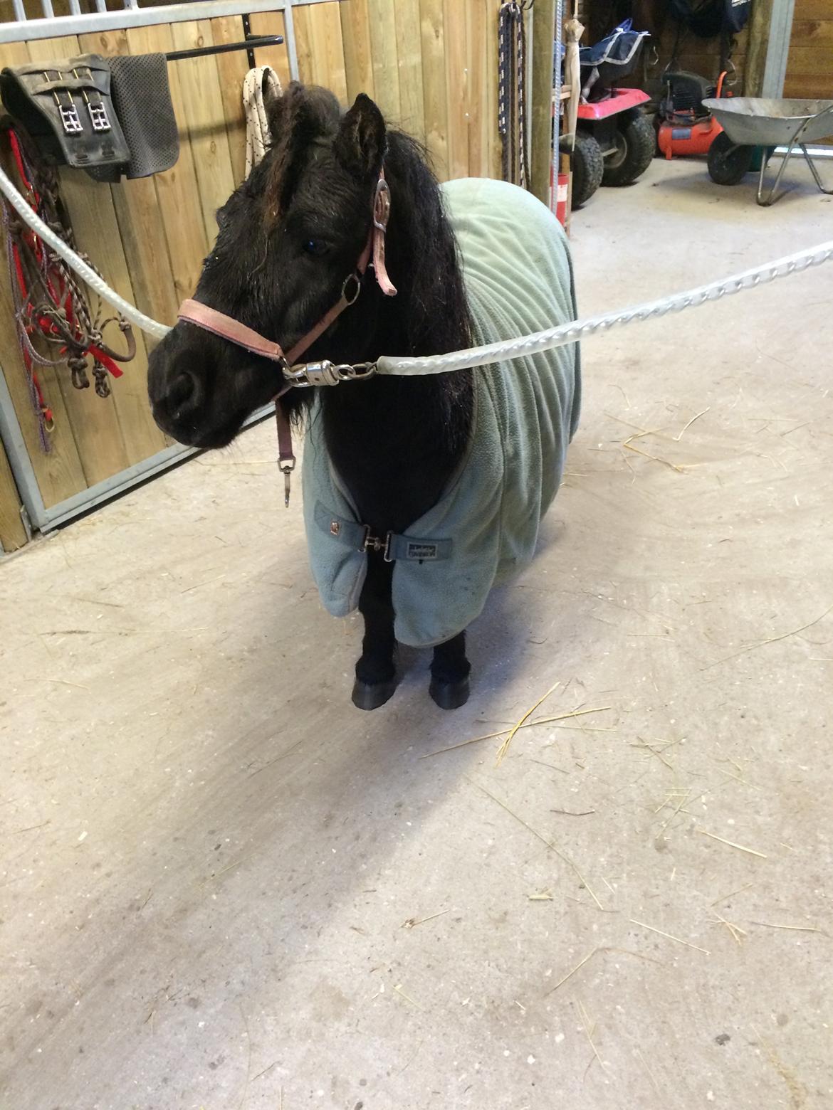 Shetlænder Lukas billede 4