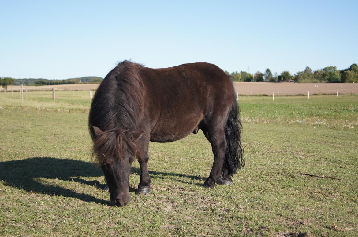 Shetlænder Lukas billede 5