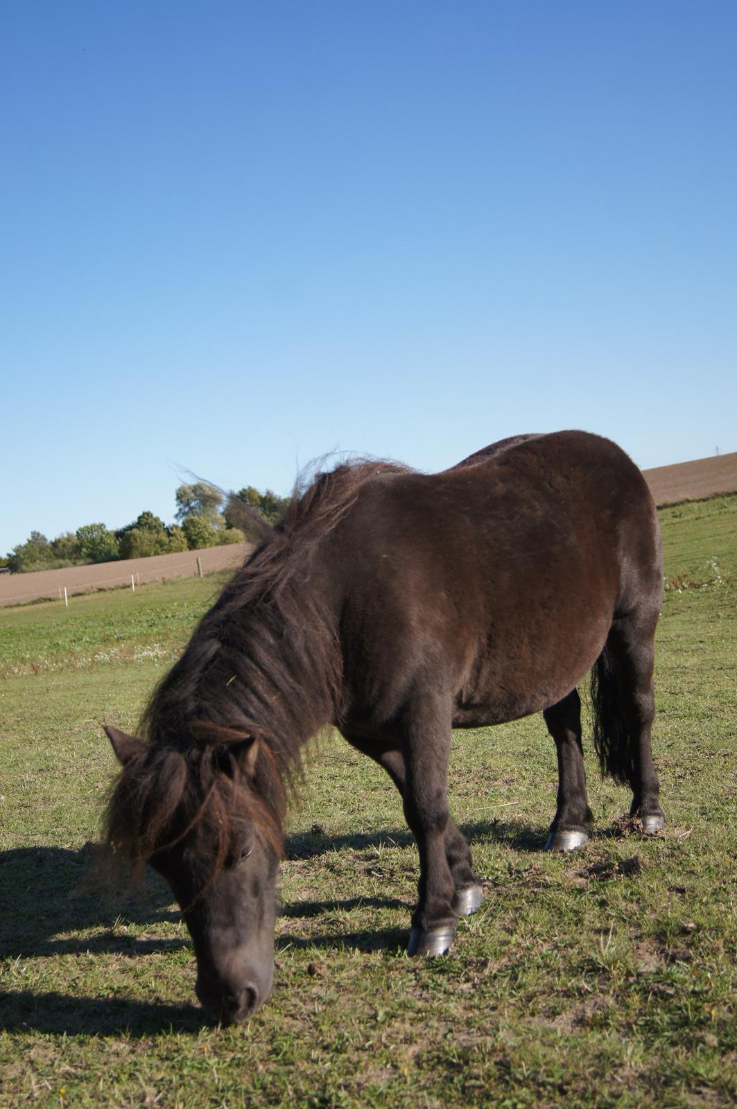 Shetlænder Lukas billede 2