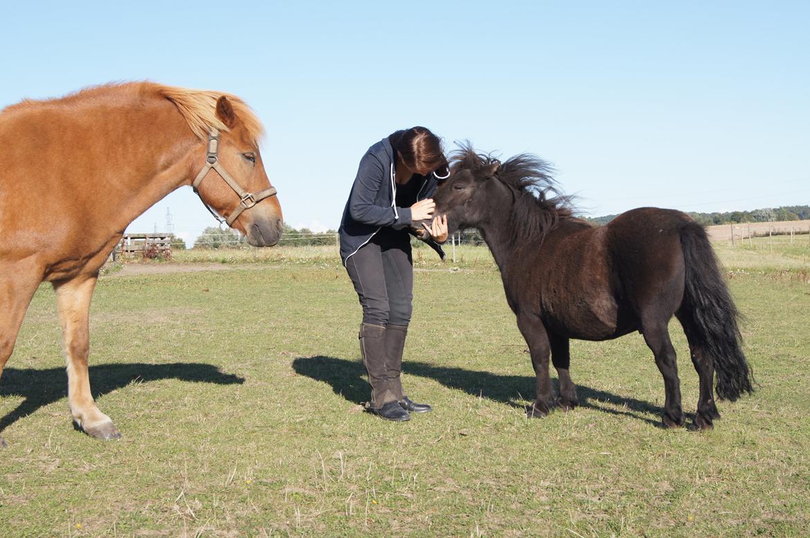 Shetlænder Lukas billede 6