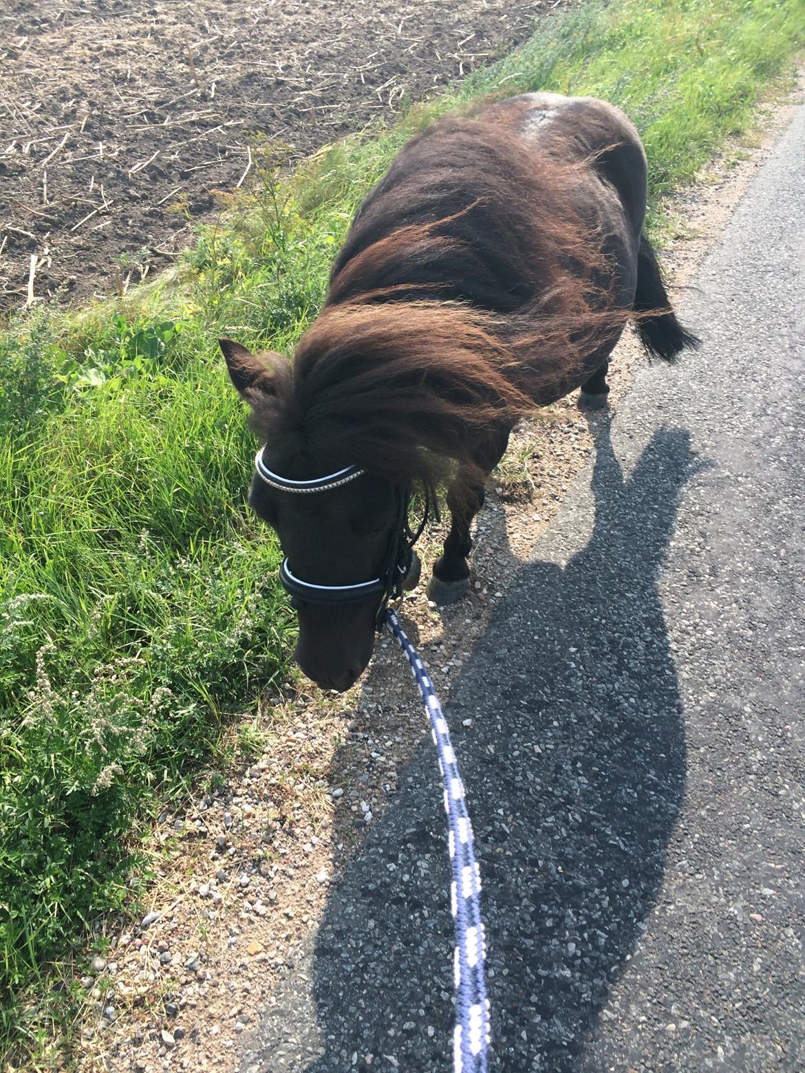 Shetlænder Lukas billede 7