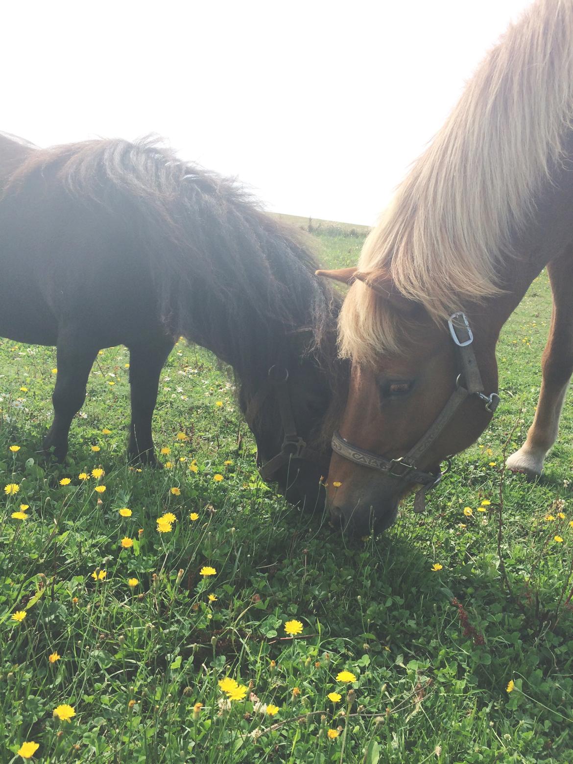 Shetlænder Lukas billede 9