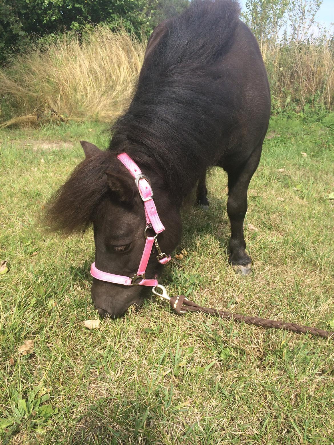 Shetlænder Lukas billede 8