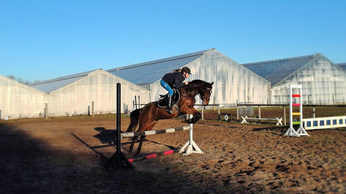 DSP Keegan's Duffy - Første træning hjemme.  billede 3