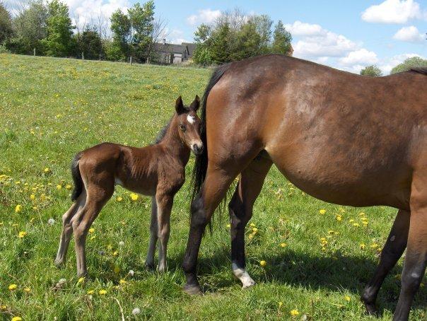 DSP Keegan's Duffy - Keegan's Duffy som føl.  billede 8