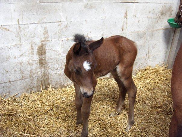 DSP Keegan's Duffy - Keegan's Duffy som føl.  billede 4