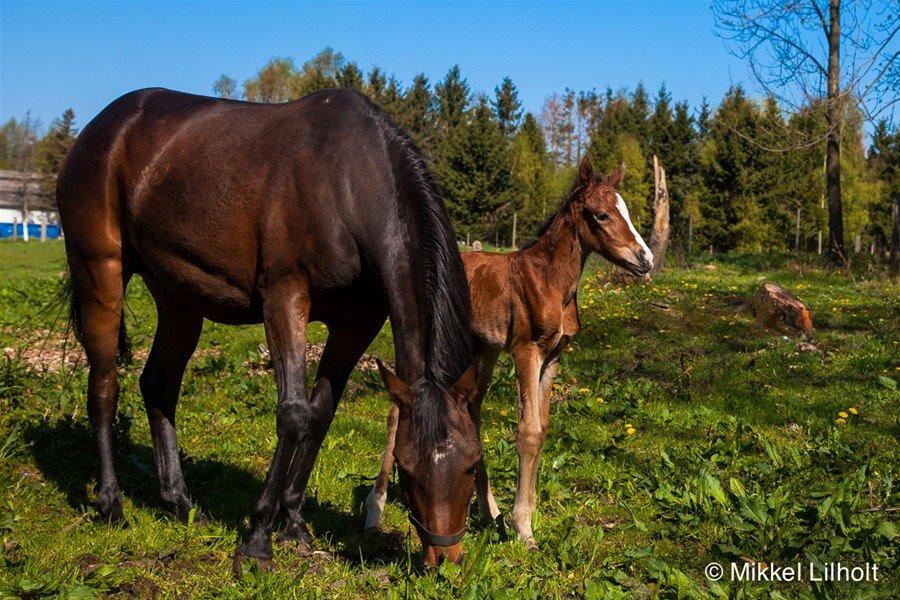 DSP Keegan's Duffy - Keegan's Duffy som mor. billede 15