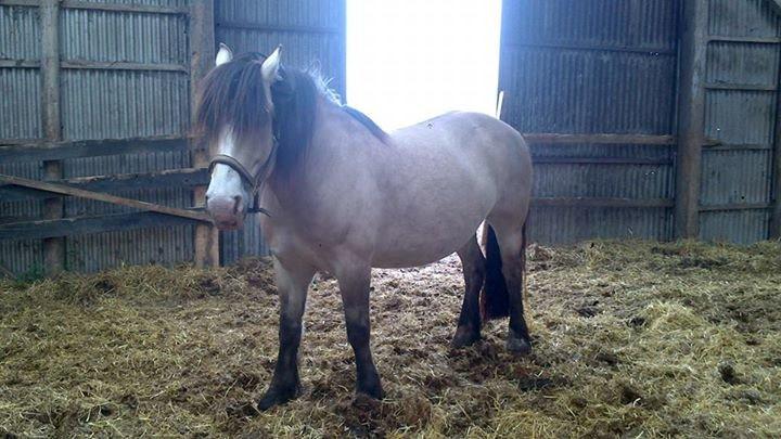 Nordsvensk Skovhest isabella billede 12