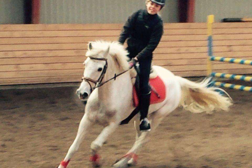 Irsk Sportspony Auburn Bobby billede 1