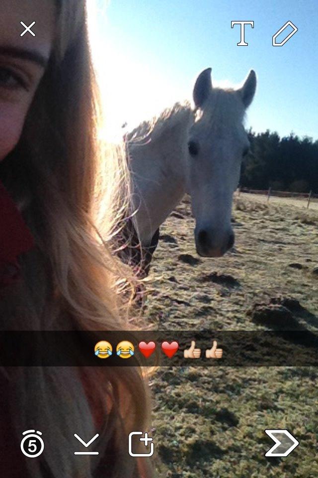 Irsk Sportspony Auburn Bobby billede 2