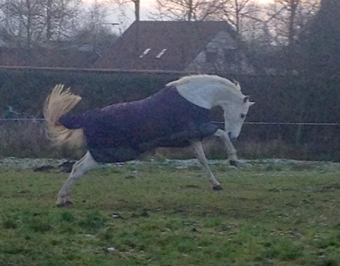 Irsk Sportspony Auburn Bobby billede 3