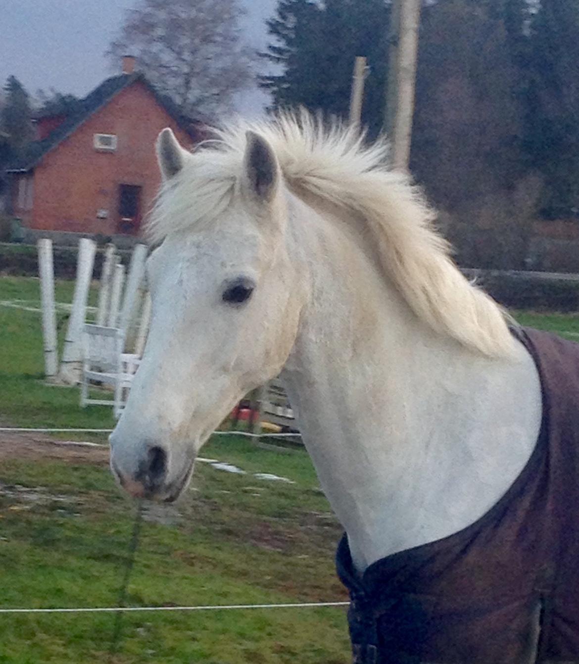 Irsk Sportspony Auburn Bobby billede 4