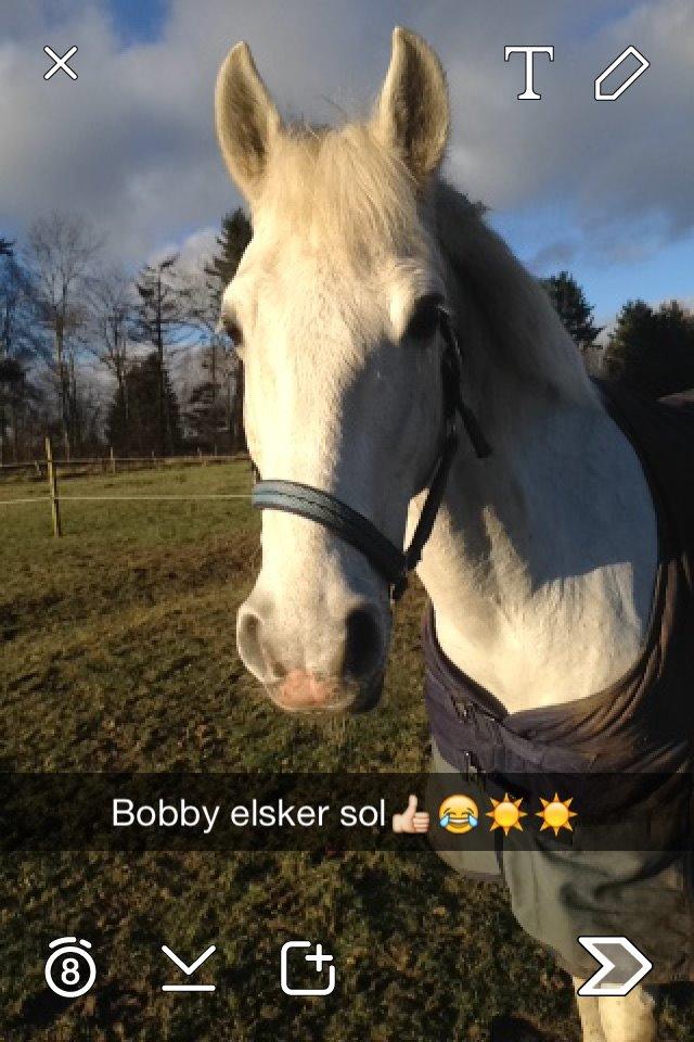 Irsk Sportspony Auburn Bobby billede 6