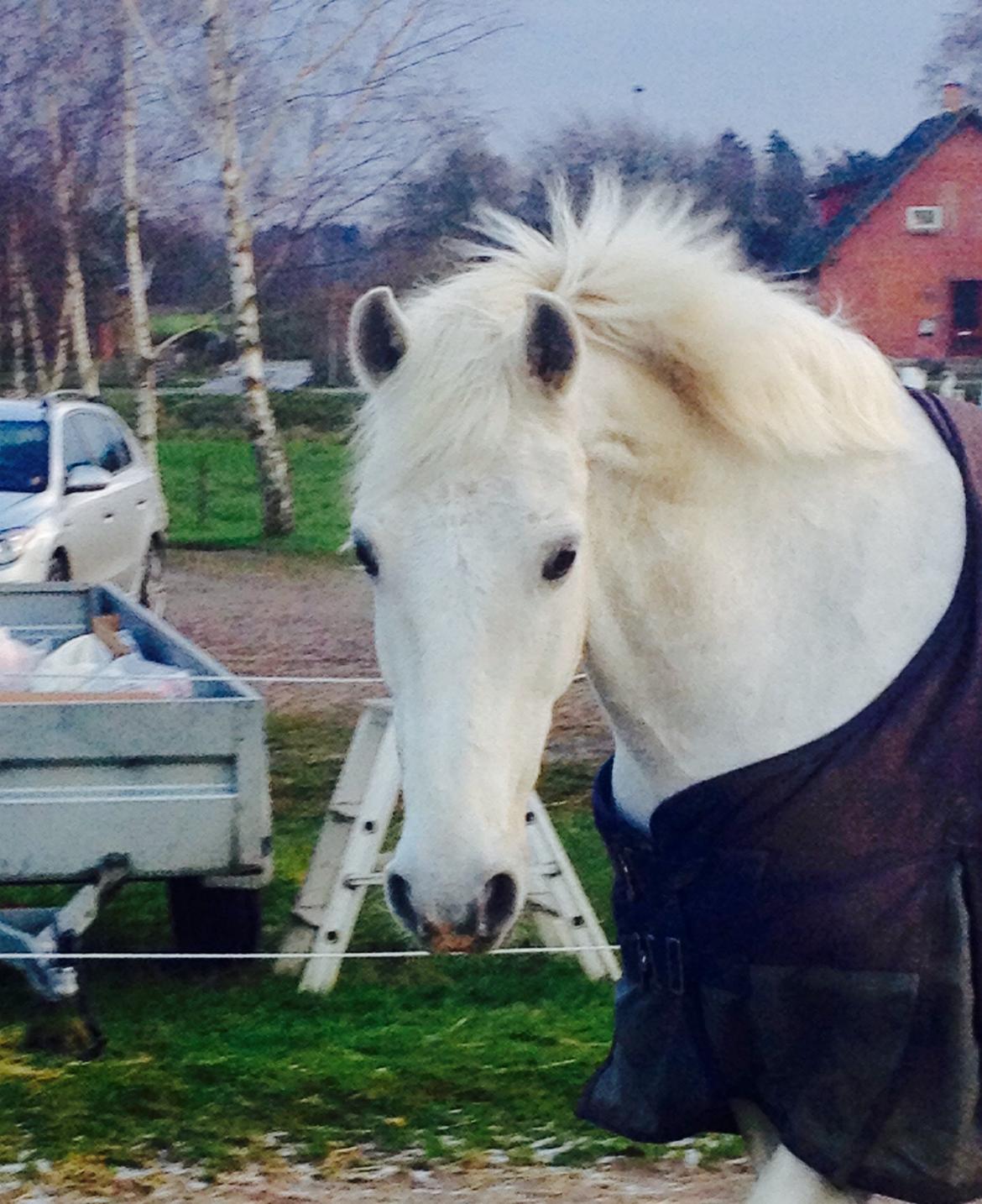 Irsk Sportspony Auburn Bobby billede 5