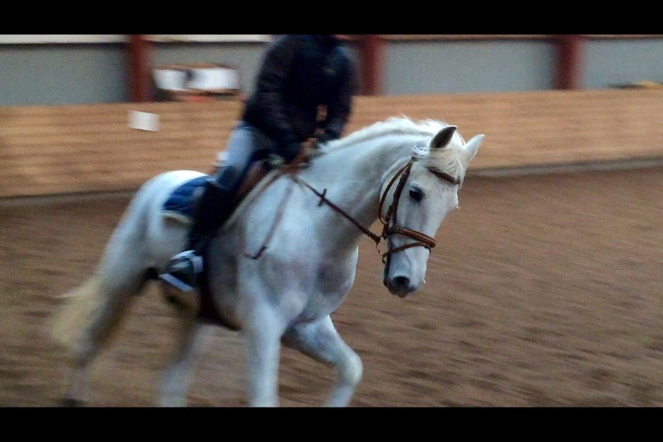 Irsk Sportspony Auburn Bobby billede 7