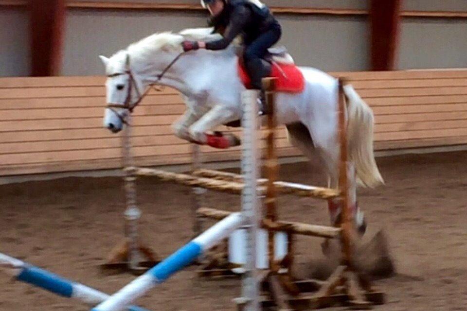 Irsk Sportspony Auburn Bobby billede 8