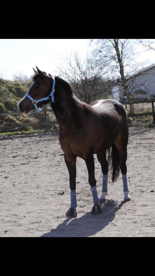 DSP Lundgaards Friday billede 3