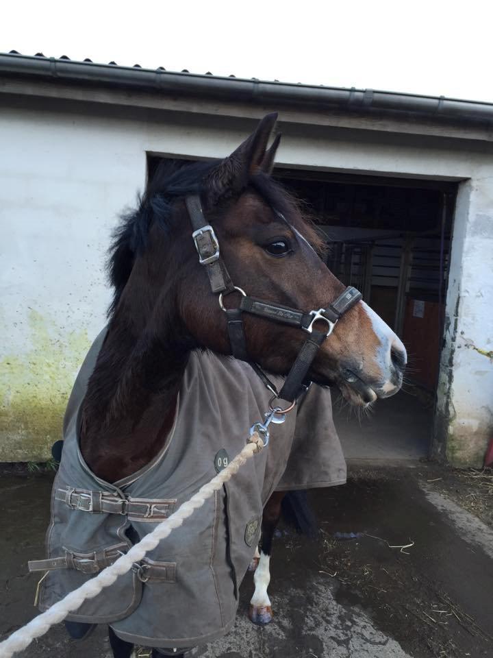 DSP Lundgaards Friday billede 5