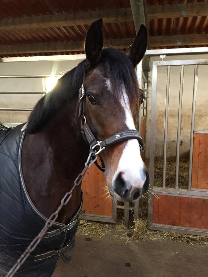 DSP Lundgaards Friday billede 6