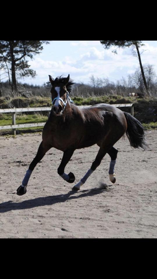 DSP Lundgaards Friday billede 7