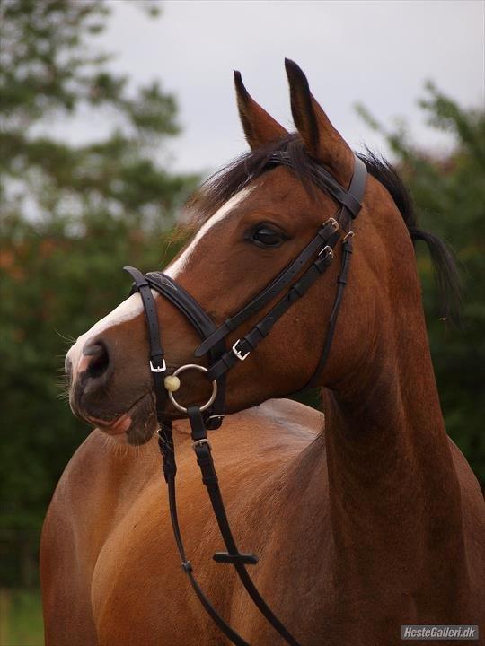 DSP Lundgaards Friday billede 2