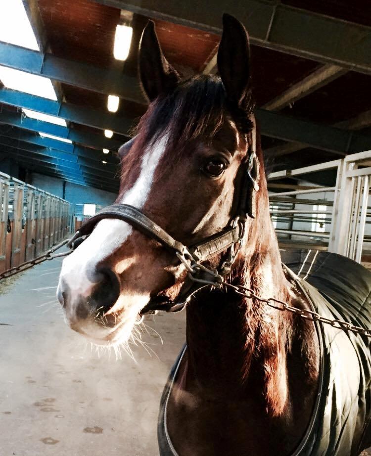 DSP Lundgaards Friday billede 8