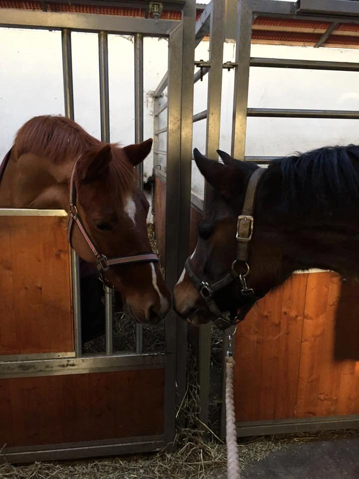 DSP Lundgaards Friday - Tulla og Friday <3. billede 12