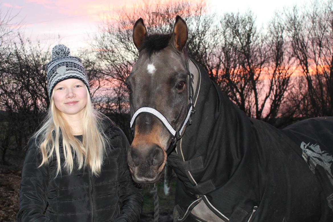 Welsh Cob (sec D) Tango - Tango er sød billede 10