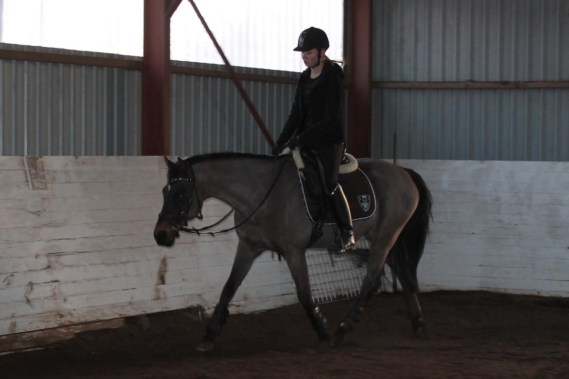 Welsh Cob (sec D) Tango - Lige begyndt at ride igen efter en lang pause. Igang med at bygge muskler på ryg og bagpart. Januar 2015 billede 12