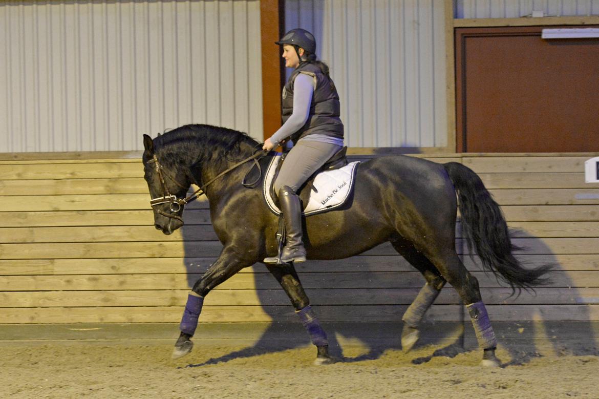 Lusitano Macho De José [Himmelhest] - Helt nyt. 3. januar 2014 - Der bliver mere og mere gang i den lille hest :D billede 16