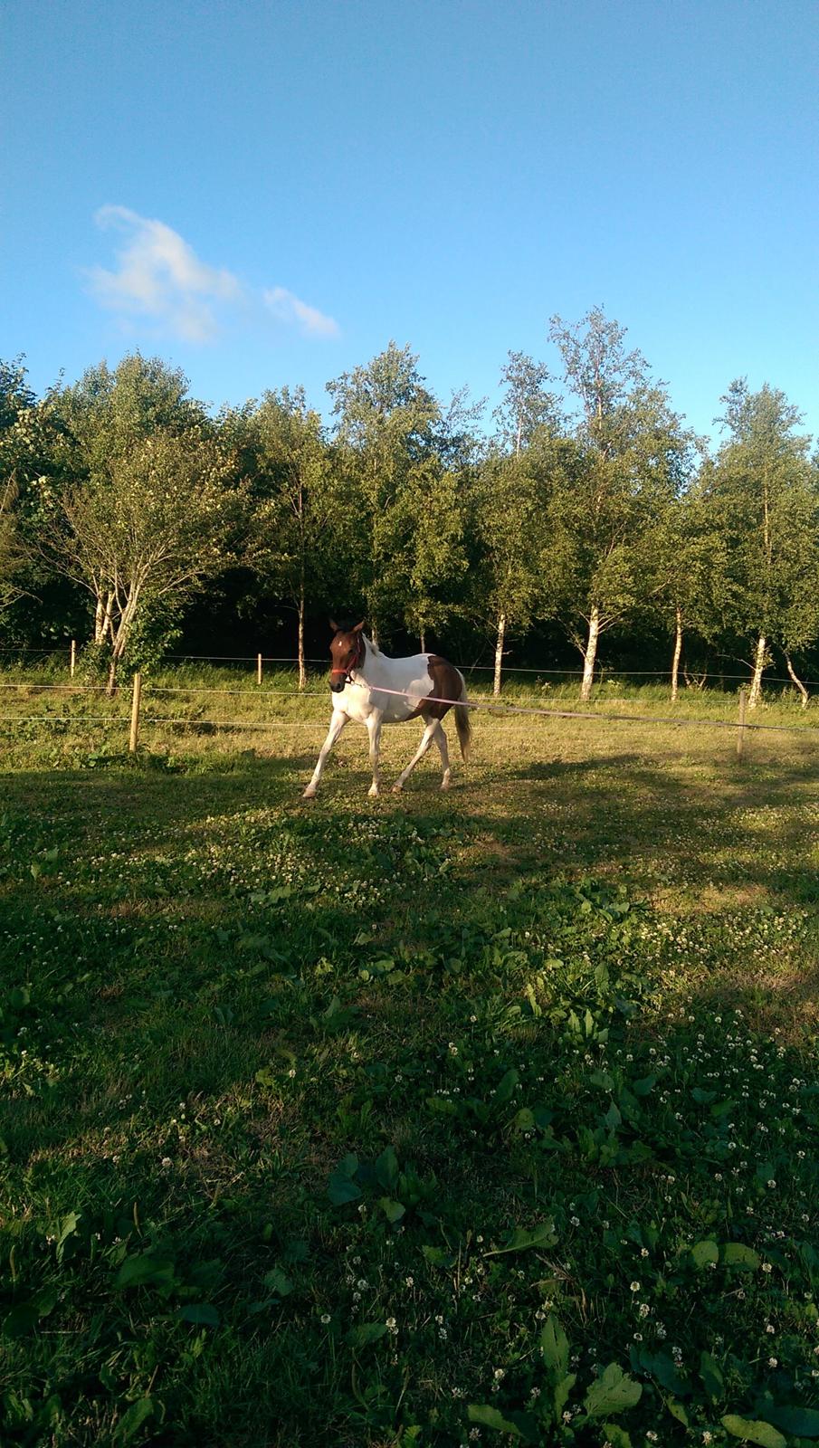 Anden særlig race Luca billede 3