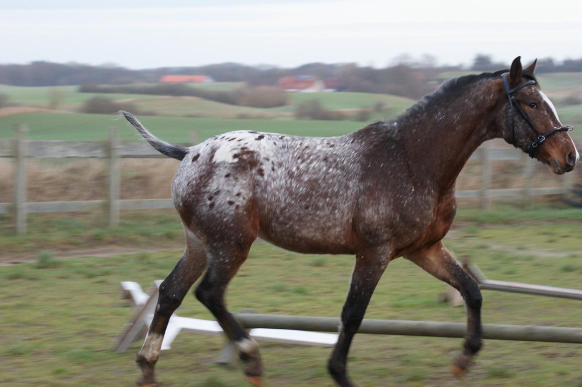 Knabstrupper Friis Secoya [min hund] billede 30