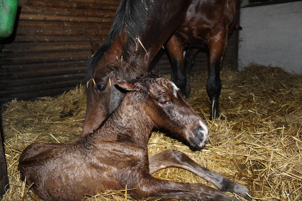 Anden særlig race Nuit d'hiver Felix billede 21