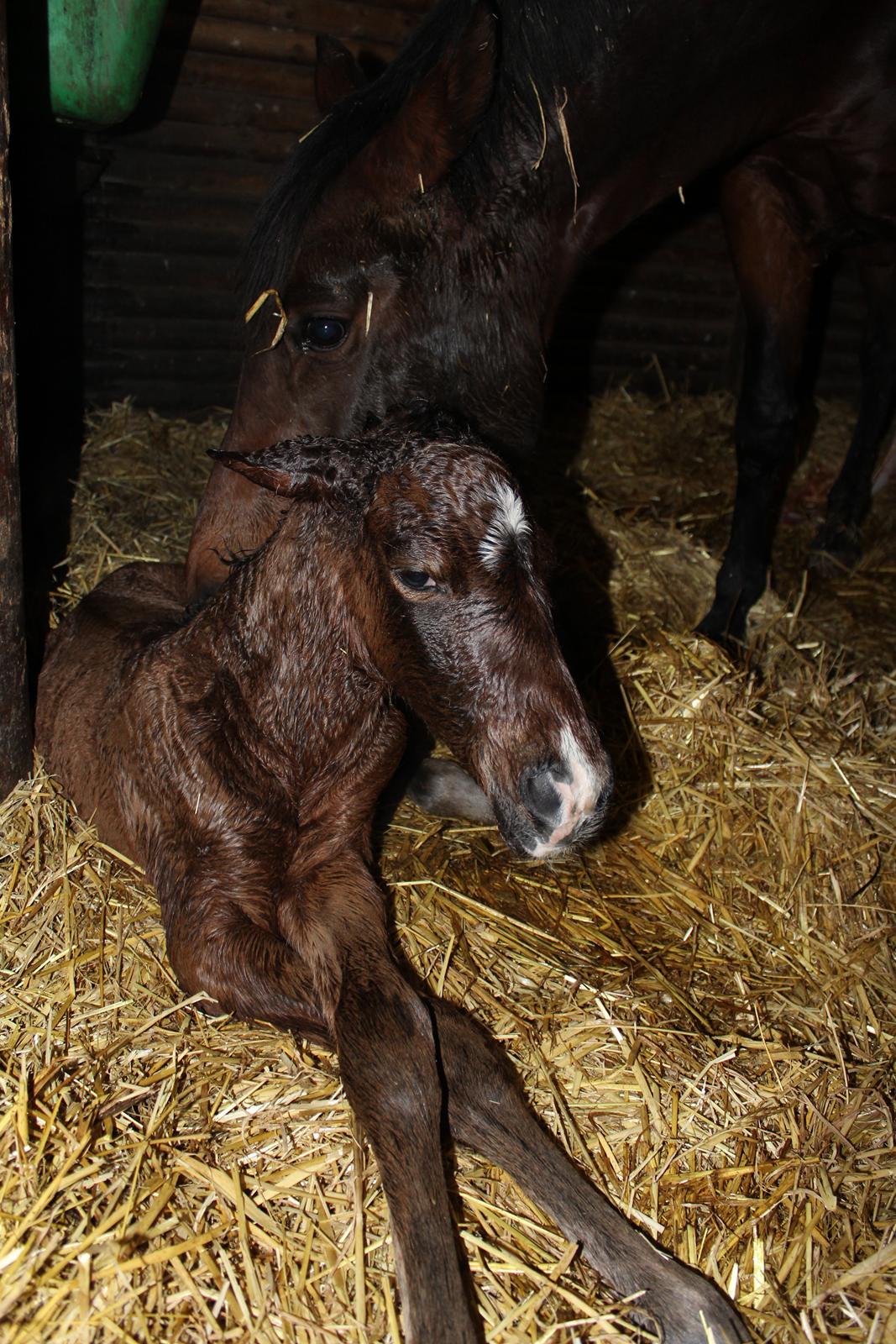 Anden særlig race Nuit d'hiver Felix billede 22